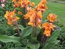 cannas 003.JPG